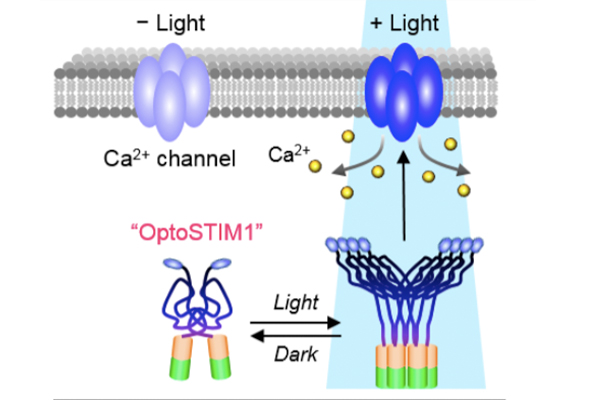 Blue-light-Opens-Up-Ca2+-Channels-in-the-Brain-and-Enhances-Memory-Formation
