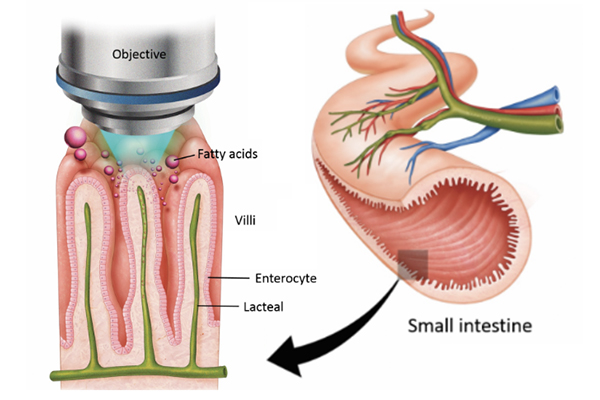 thum_discovery-of-contracting-lacteal-in-live-small-intestine