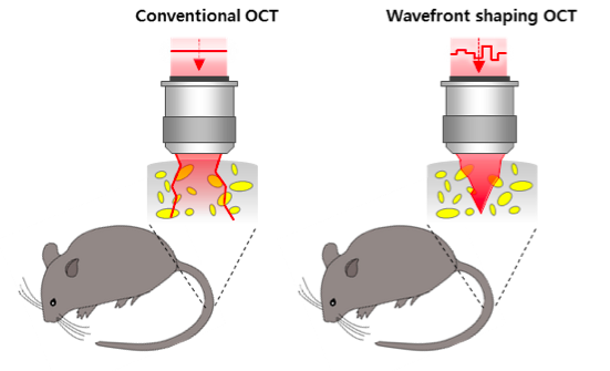 a-depth-enhanced-method-in-deep-tissue-imaging-of-a-living-mouse-01