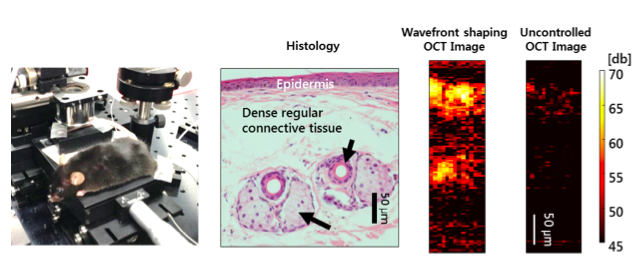 a-depth-enhanced-method-in-deep-tissue-imaging-of-a-living-mouse-02