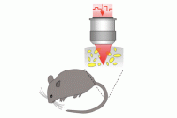 a-depth-enhanced-method-in-deep-tissue-imaging-of-a-living-mouse_thum