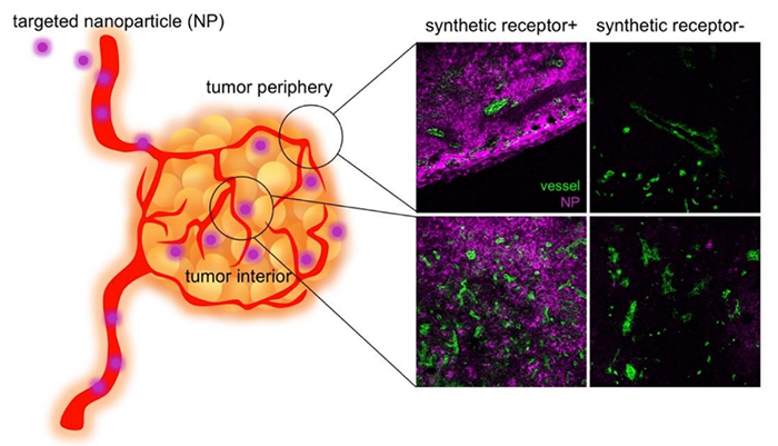 Figure 1. Schematic and results of cooperative tumor cell membrane-targeted delivery