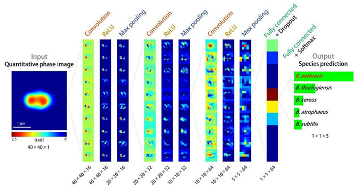 Figure 1. Species classification by the deep learning algorithm. 