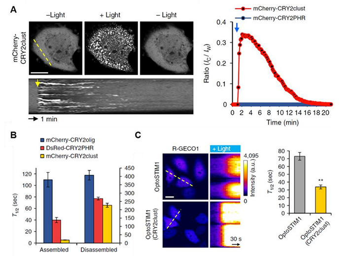 Figure 1. A New Optogenetic Method, CRY2clust. (A) Reversible clustering of CRY2clust. Bottom, kymograph corresponding to the yellow line in the top left image. (B) Graph showing time to reach half-maximal and basal cluster ratio (T1/2) for assembly and disassembly, respectively. (C) Improved dynamics of OptoSTIM1 by applying CRY2clust.