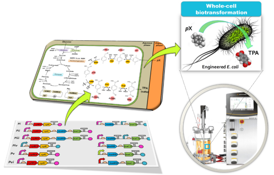 Figure 1. Biotransformation of pX into TPA by engineered E. coli. This schematic diagram shows the overall conceptualization of how metabolically engineered E. coli produced TPA from pX. The engineered E. coli was developed by reconstituting a synthetic metabolic pathway for pX conversion to TPA and optimized for increased TPA yield and byproduct elimination. A two-phase partitioning fermentation system was developed to demonstrate the feasibility of large-scale production of TPA from pX using the engineered E. coli strains, where pX was supplied in the organic phase and TPA was produced in the aqueous phase.