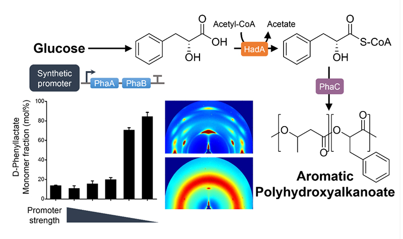 Figure 1. Biosynthesis of aromatic polyesters by metabolically engineered E. coli This schematic diagram shows the overall conceptualization of how metabolically engineered E. coli produced aromatic polyesters from glucose.