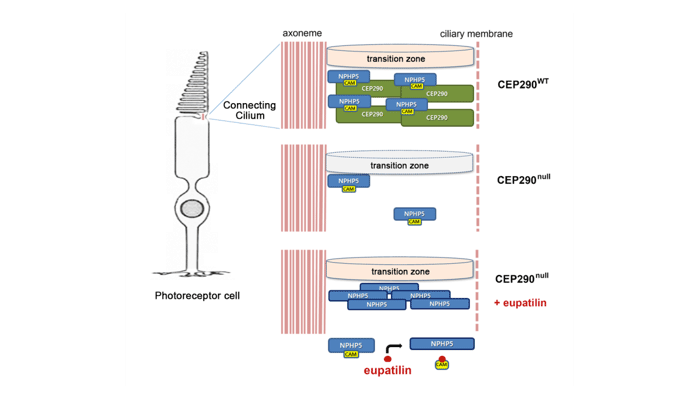 Figure 1. Eupatilin promotes the recruitment of NPHP5 proteins to the connecting cilium and rescues ciliary defects caused by CEP290 gene mutations.