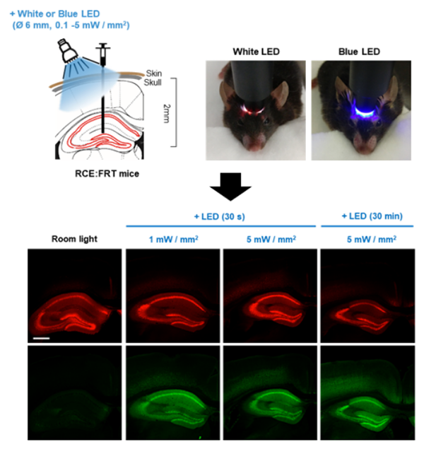Figure 1. PA-Flp activation by transcranial LED illumination 