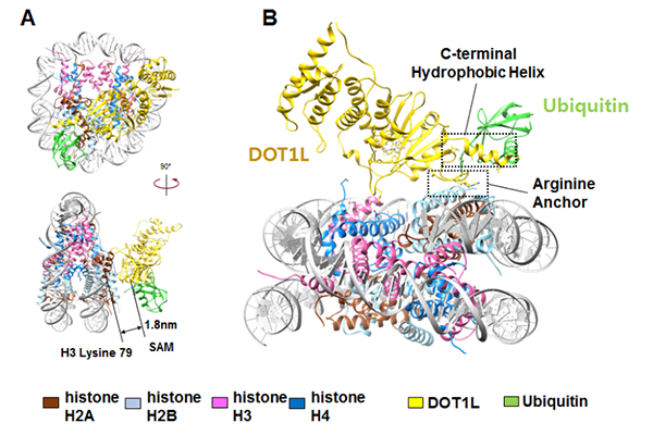 Figure 1. Cryo-EM structures of DOT1L in complex with ubiquitinated nucleosome.