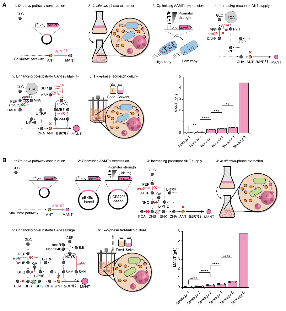 Figure 1. Overview of microbial and bioprocess engineering strategies to optimize methyl anthranilate (MANT) production from glucose in Escherichia coli (A) and Corynebacterium glutamicum (B)