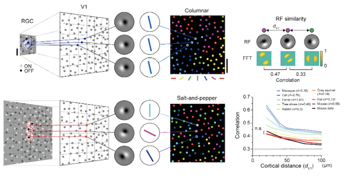 species-specific-organization-of-functional-circuits-in-mammalian-visual-cortex-01