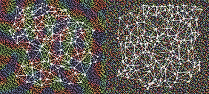 species-specific-organization-of-functional-circuits-in-mammalian-visual-cortex-02