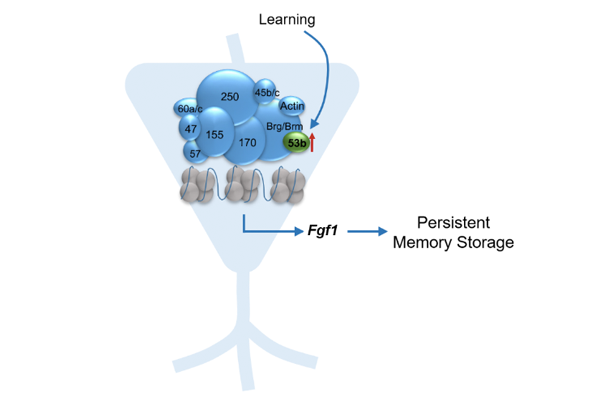 Figure. Schematic image of memory persistence mechnism