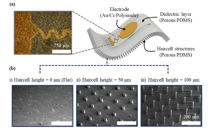 Breathable pulsewave sensor with haircell structures: (a) a magnified optical microscopy image of the electrode on the dielectric layer and (b) Scanning microscopy images of porous PDMS layers with different haircell heights of (i) 0 um (flat), (ii) 50 um and (iii) 100 um