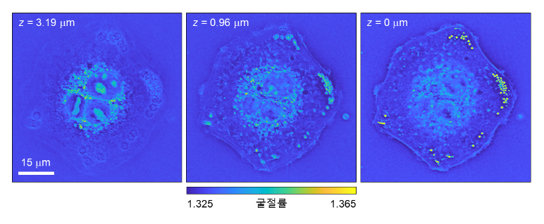 Scheme 1. Measured three-dimensional refractive index profile of an A549 cell.