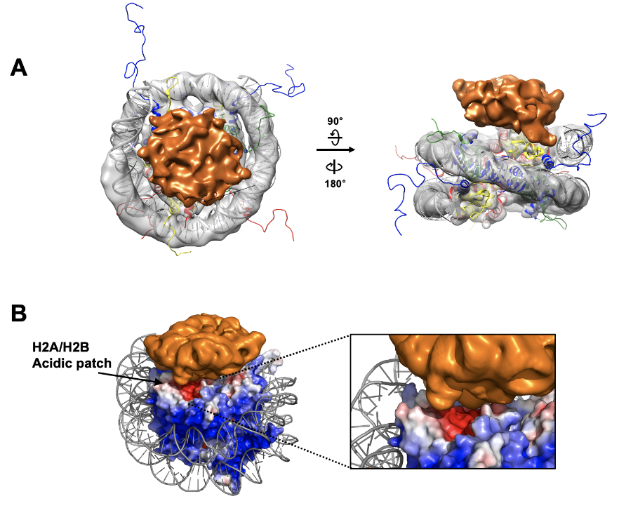 Figure 1. Cryo-EM Analysis of CHD7 bound to the nucleosome Cryo-EM map of N-CRD_Chromodomain bound to the nucleosome. The cryo-EM map for the nucleosome is shown in gray and the crystal structure of the nucleosome (1KX5) is docked in the map. The extra -density for the N-CRD_Chromodomain is shown in orange. The map was drawn at a contour 0.0057 for the nucleosome and 0.0021 for the N-CRD_Chromodomain.  Electrostatic surface representation of the nucleosome showing an acidic patch in contact with the cryo-EM density from the N-CRD_Chromodomain.