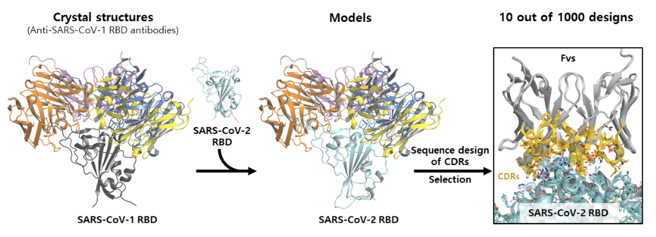 Scheme 1. Computational pipeline to design a neutralizing antibody against SARS-CoV-2 