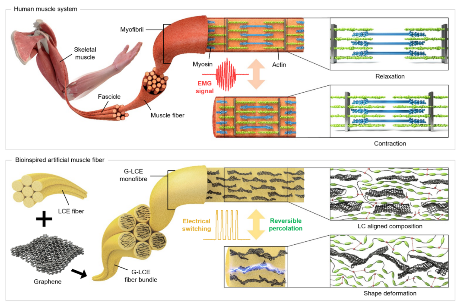 Figure 1. Actuation mechanism and collateral signal from structural organization change of human skeletal muscle myofibril (top) and graphene-liquid crystal elastomer composite fiber (bottom).