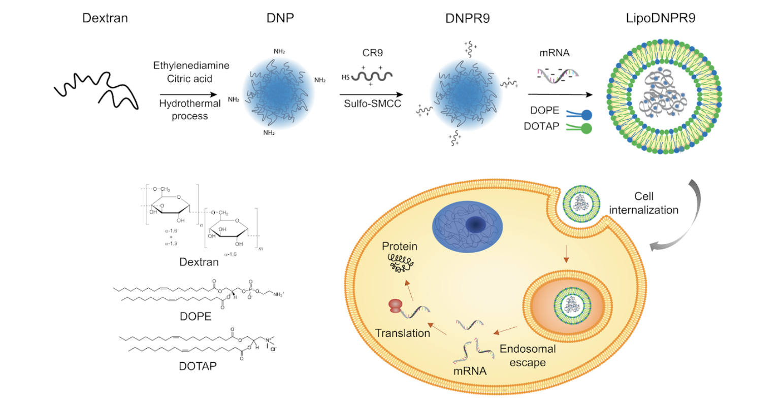 Scheme 1. Schematic illustration of the development cationic nanogels (DNPR9) incorporated liposomes (LipoDNPR9) for effective mRNA delivery 