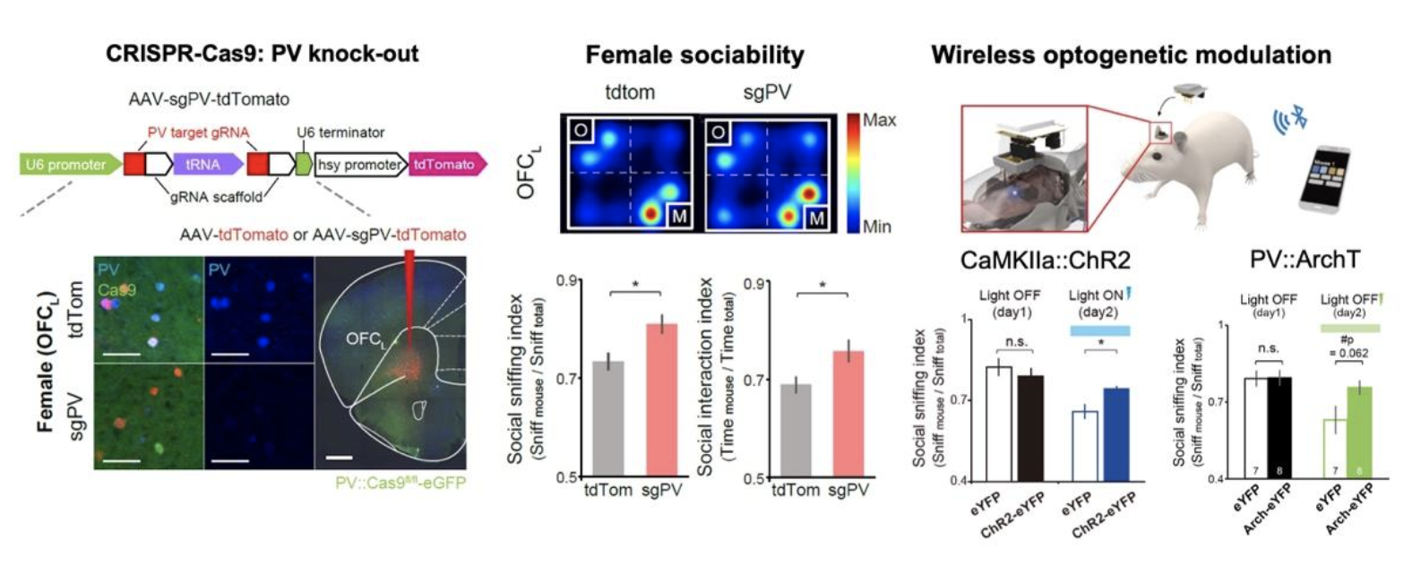 Scheme 1. Genetic knock-out of PV or optogenetic decrease of inhibition in the OFCL caused abnormal hypersociability in female mice. 