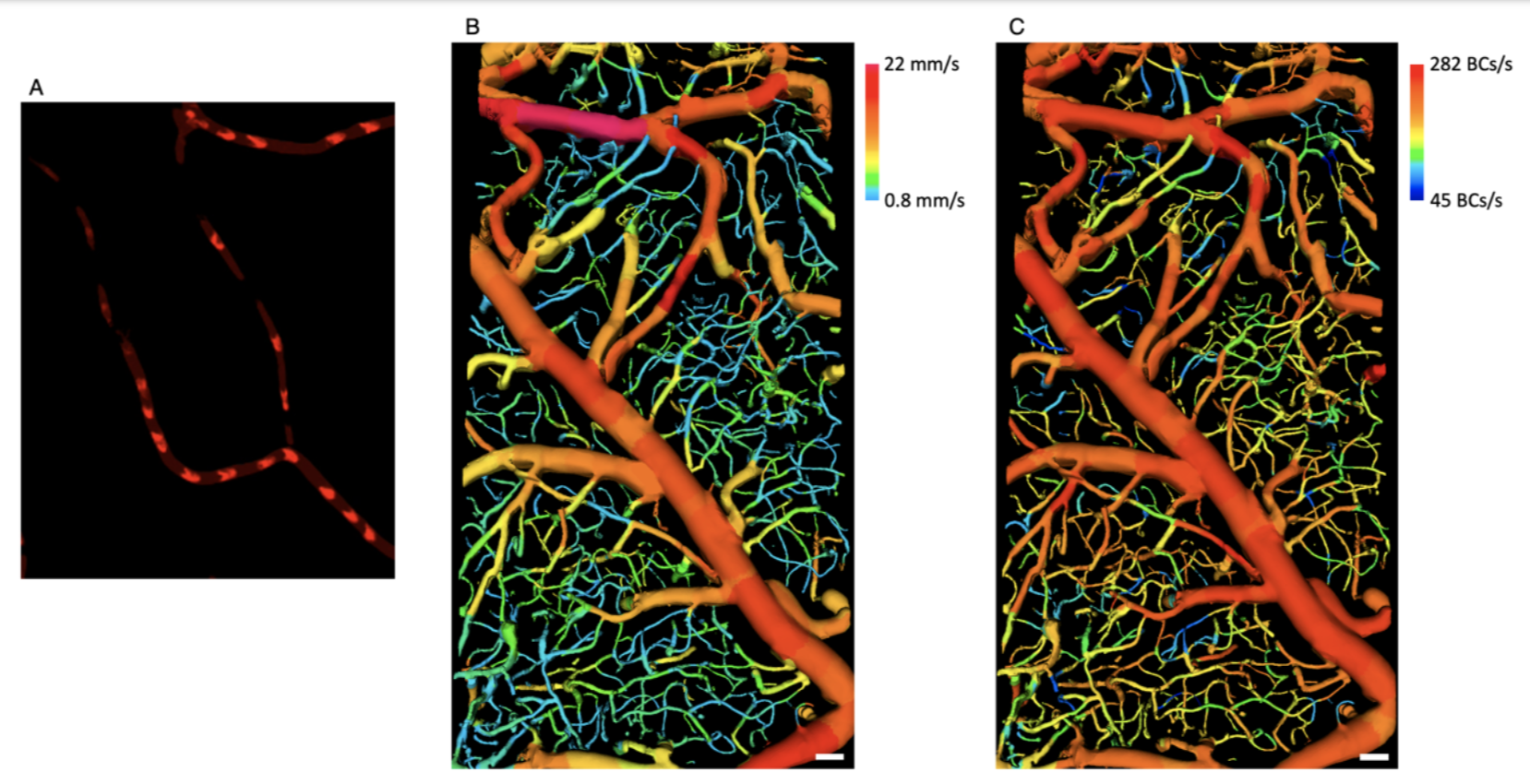Figure 1. (A) Red blood cells (RBCs) flowing within blood vessels imaged using the developed technology. (B) RBC velocity. (C) RBC flux.  
