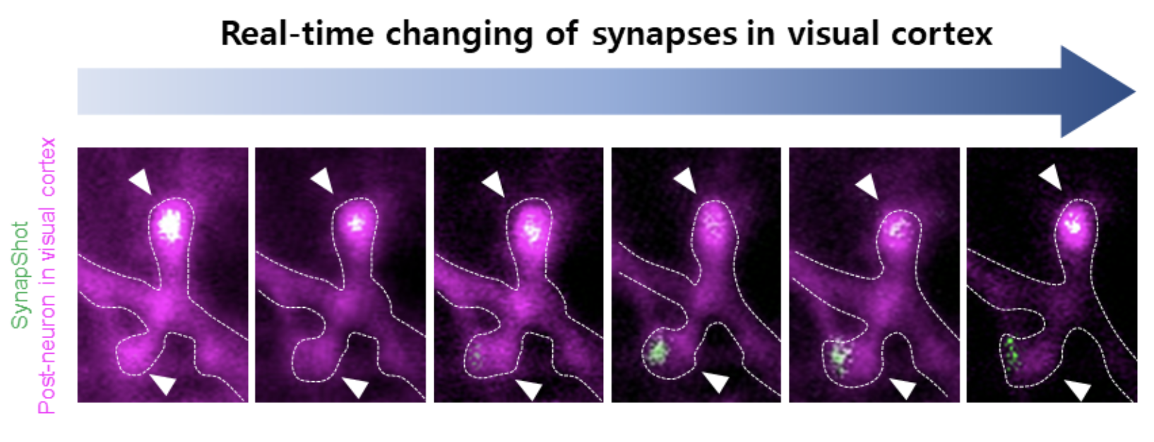 Figure 2. Real-time imaging of SynapShot in visual cortex at behaving mice 
