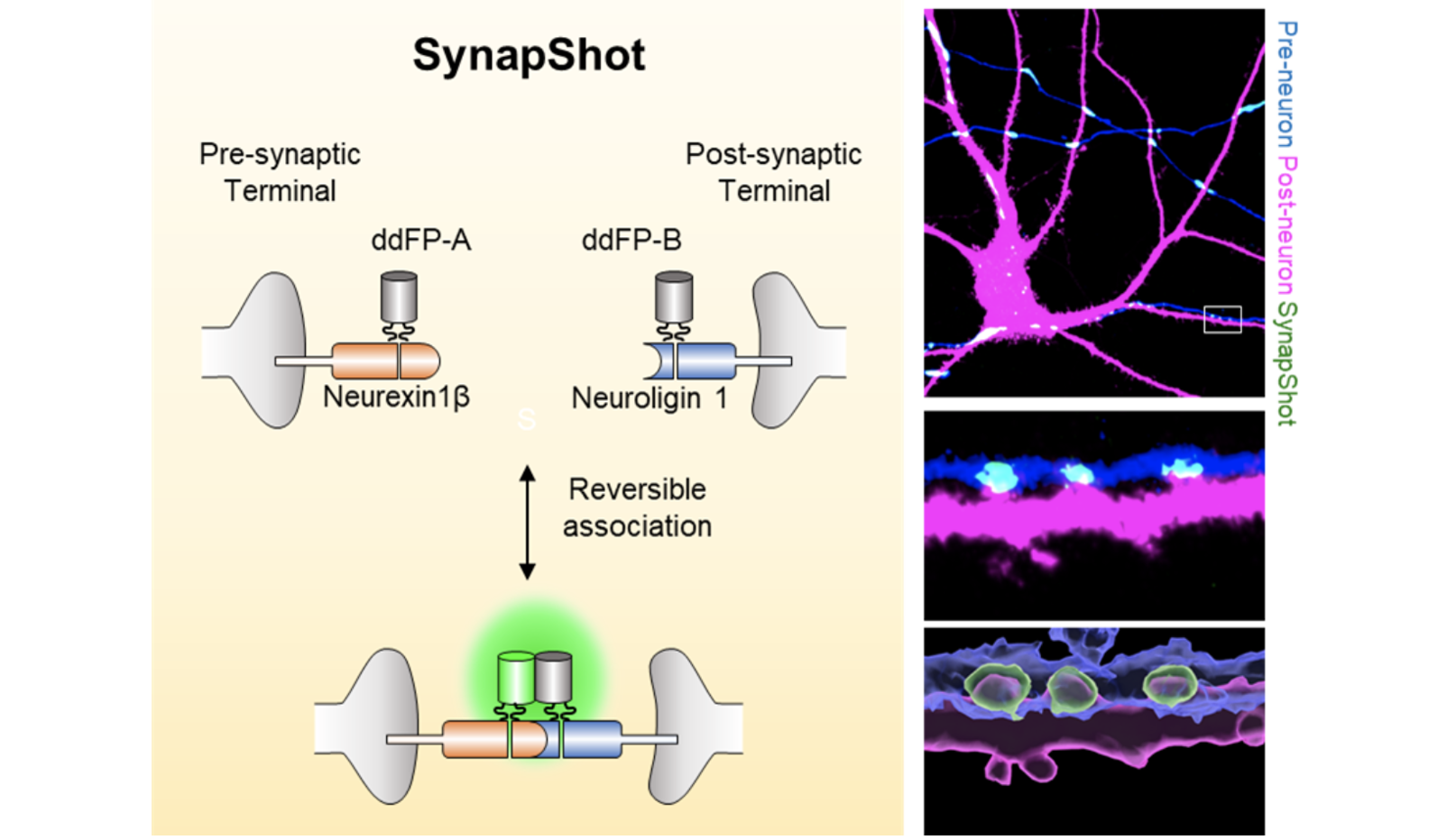 Figure 1. Design and expression of SynapShot