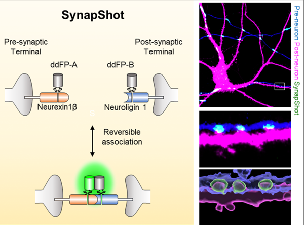 Real-time visualization of structural dynamics of synapses in live cells in vivo