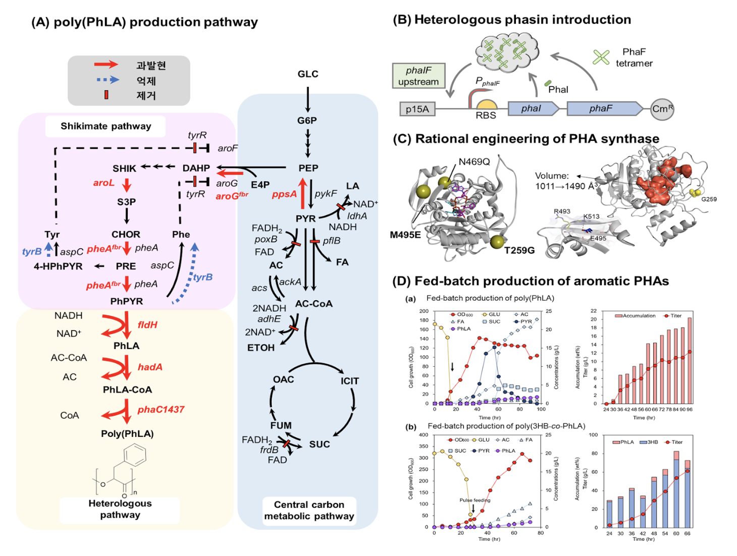 Scheme 1. Strategies for developing microorganisms for aromatic polyester production 