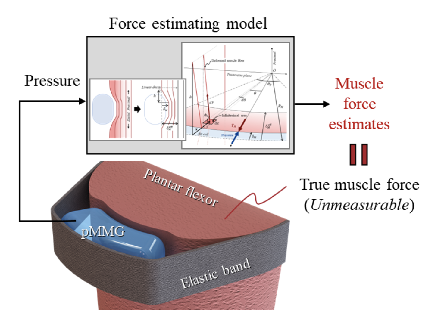 Figure 2. Estimation of plantar flexor muscle force with force estimating model