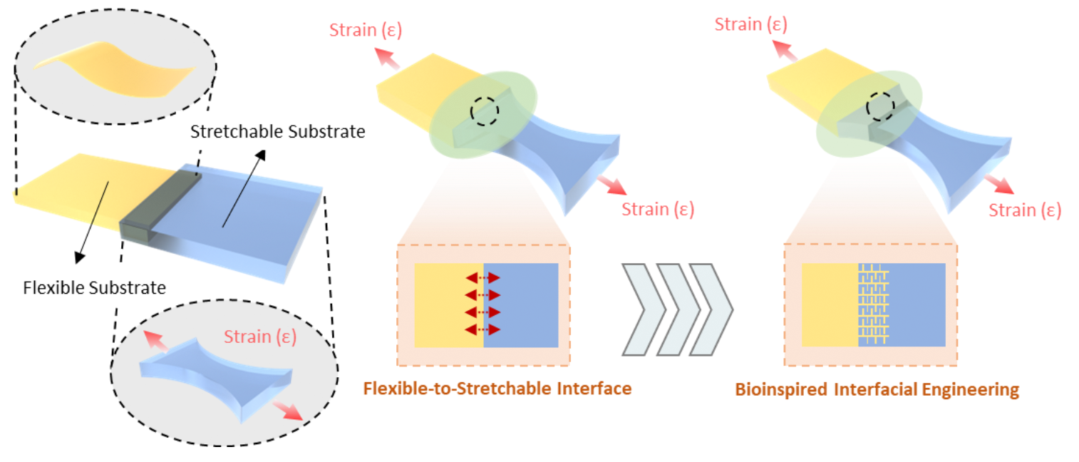 Figure 1. Design of flexible-to-stretchable interface