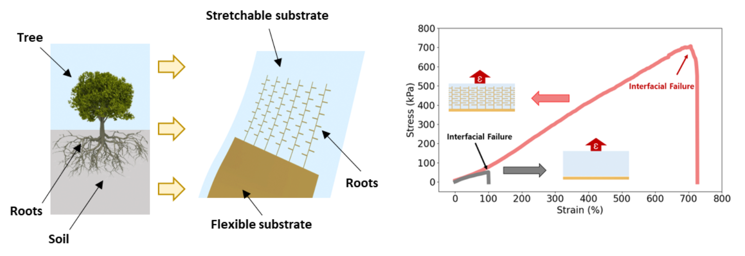 Figure 2. Design of root inspired flexible-to-stretchable interface and stretchability results